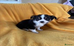 Chihuahua dogs for sale: Beautiful Chihuahua Puppies For Sale - Advert 26