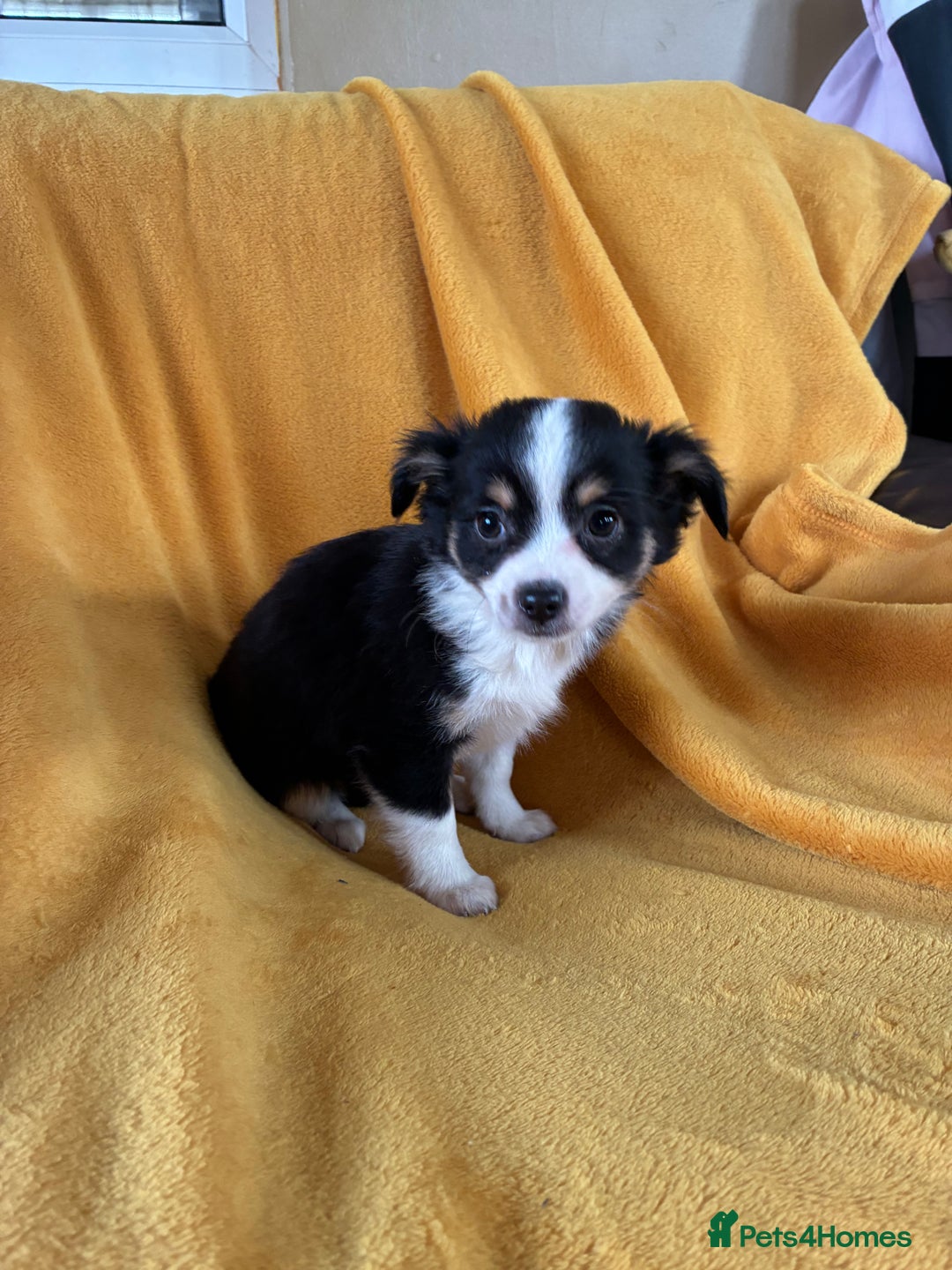 Chihuahua dogs for sale: Beautiful Chihuahua Puppies For Sale - Advert 26