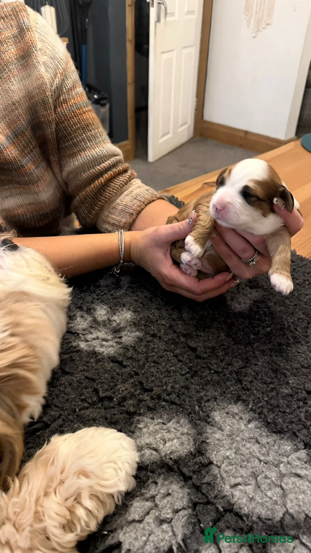 Tibetan Terrier dogs for sale: Kennel club registered Tibetan terrier puppies  - Advert 18