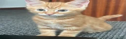 British Shorthair cats for sale: Ginger British shorthair male kittens.  3  - Advert 2