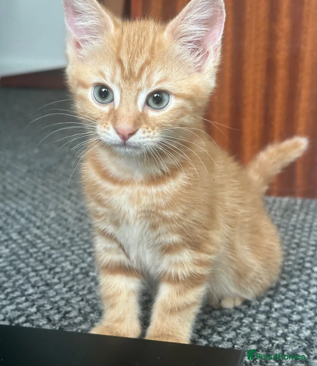 British Shorthair cats for sale: Ginger British shorthair male kittens.  3  - Advert 2