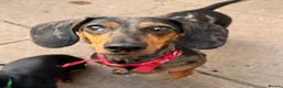 Dachshund dogs for sale: Beautiful Dachshund Puppies  - Advert 3