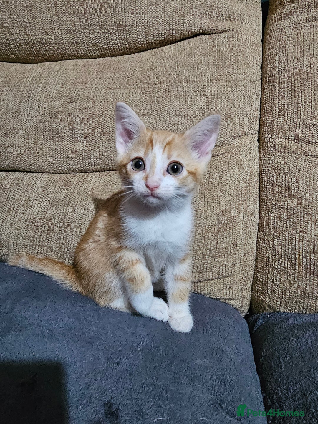 Mixed Breed cats for sale: Beautiful kittens available for sale - Advert 21