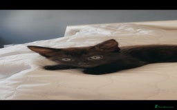 British Longhair cats for sale: Beautiful 10 Week Old Kitten - Image 2