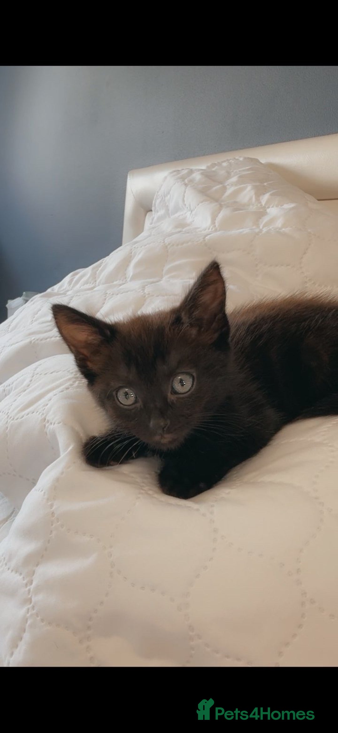 British Longhair cats for sale: Beautiful 10 Week Old Kitten - Image 2