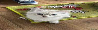 Sky Girl 