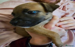 Bullmastiff dogs for sale: Bullmastiff puppies  - Image 14
