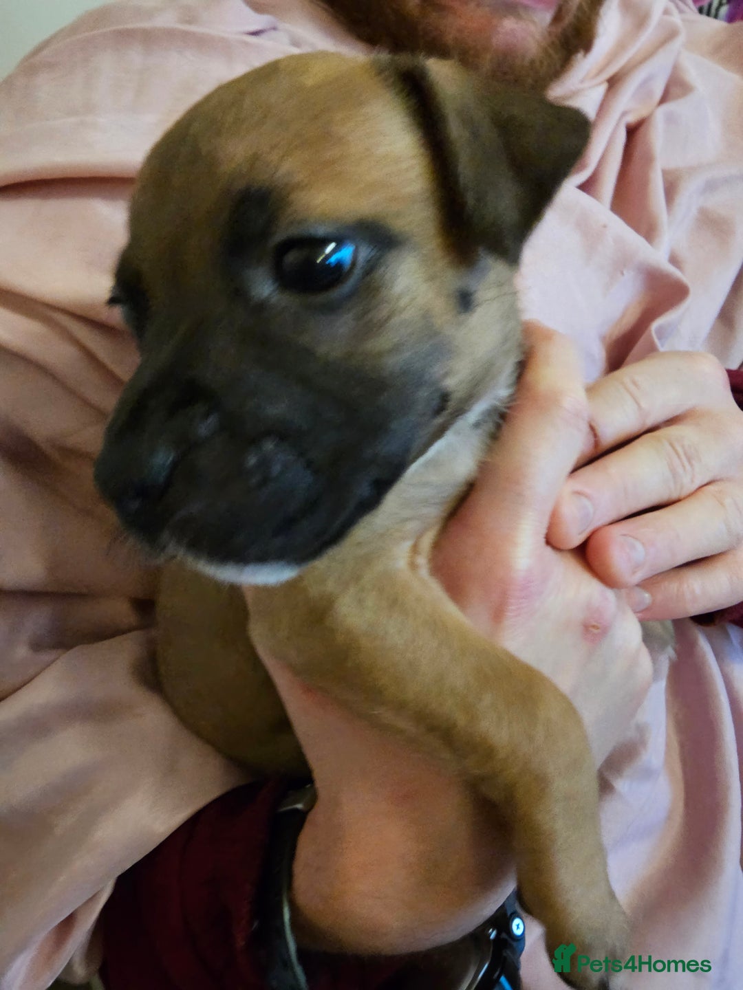 Bullmastiff dogs for sale: Bullmastiff puppies  - Image 14