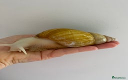 Snails invertebrates for sale: Giant African land snails and enclosure - Image 3
