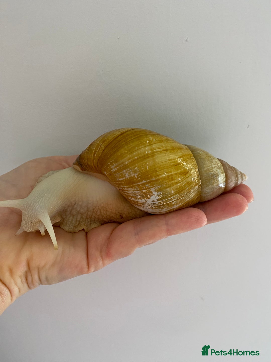 Snails invertebrates for sale: Giant African land snails and enclosure - Image 3