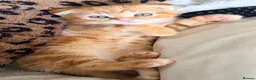 Scottish Fold cats for sale: Scottish fold, bengal x - Advert 5