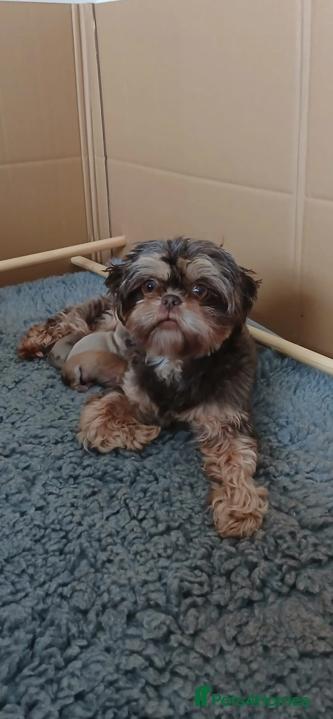 Shih Tzu dogs for sale: 💜 🌈 KC IMPERIAL LITTER BEST LINES 💜 - Advert 2