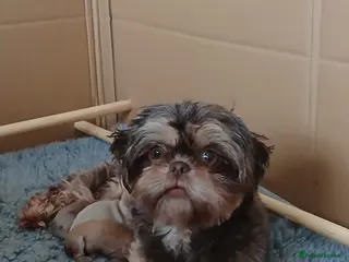 Shih Tzu dogs 💜 🌈 KC IMPERIAL LITTER BEST LINES 💜 - Advert 2