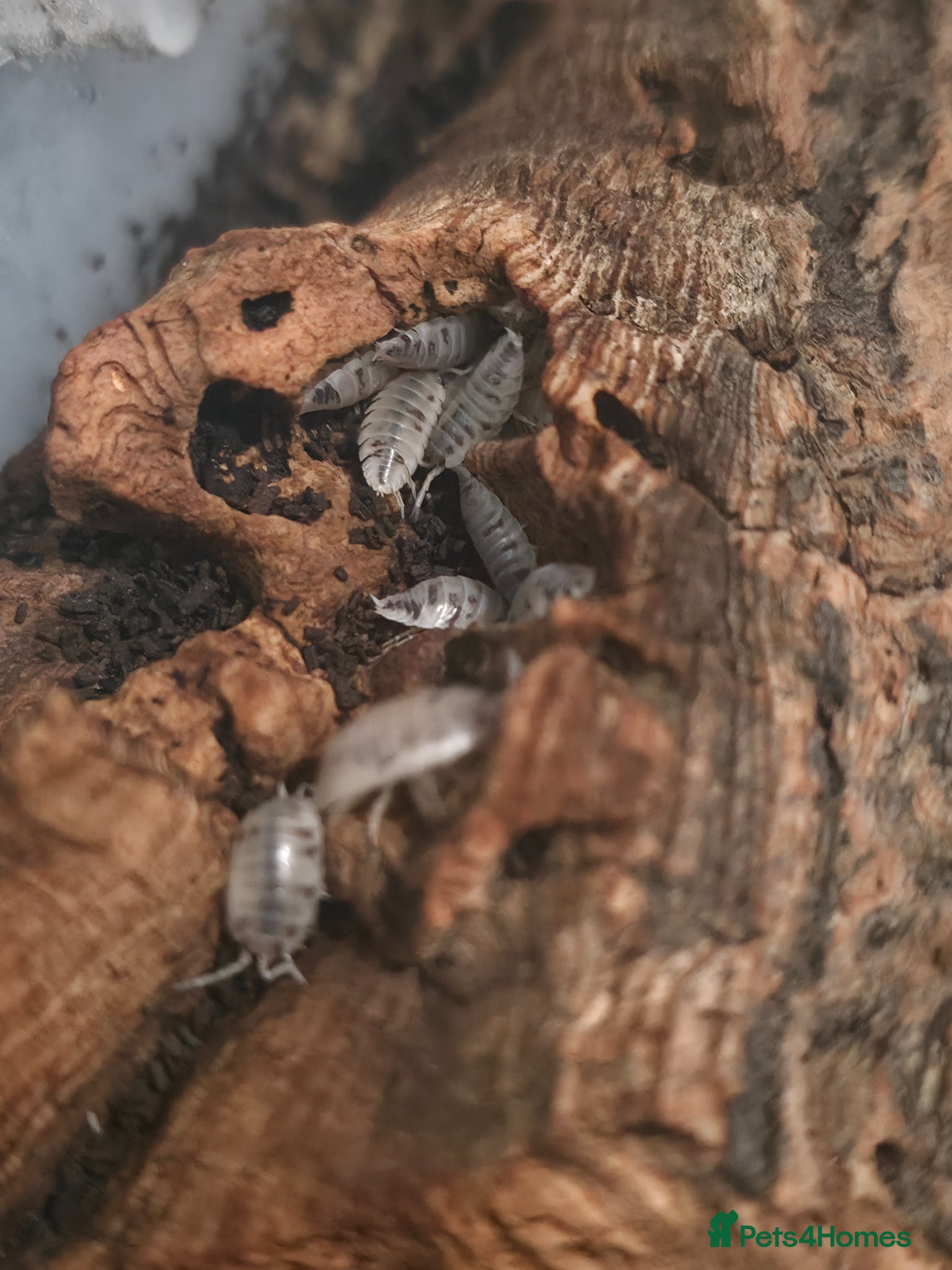 Isopods invertebrates 10 x Dairy Cow Isopods - Advert 1