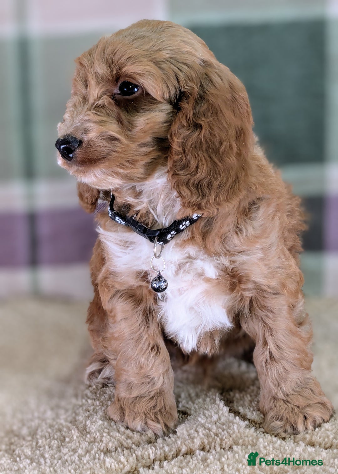 Cockapoo dogs for sale: F1 Cockapoo your Next Furry Family Member Awaits!  - Advert 11