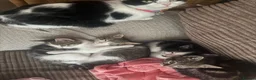 European cats for sale: Adorable Kittens Looking for Loving Homes - Advert 2