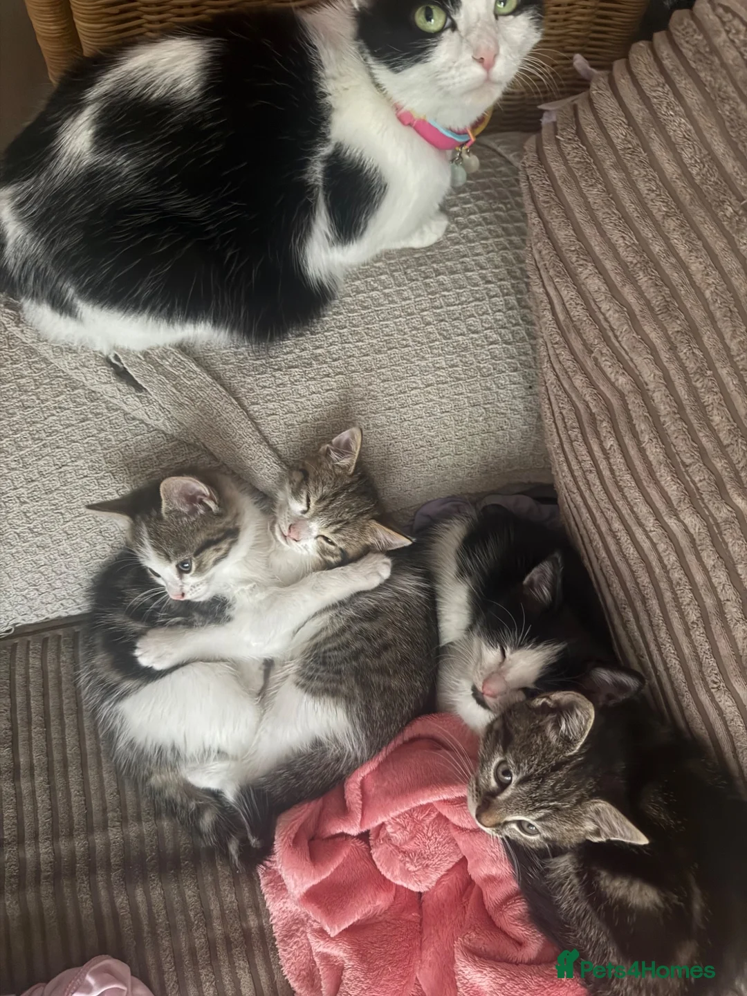 European cats for sale: Adorable Kittens Looking for Loving Homes - Advert 2