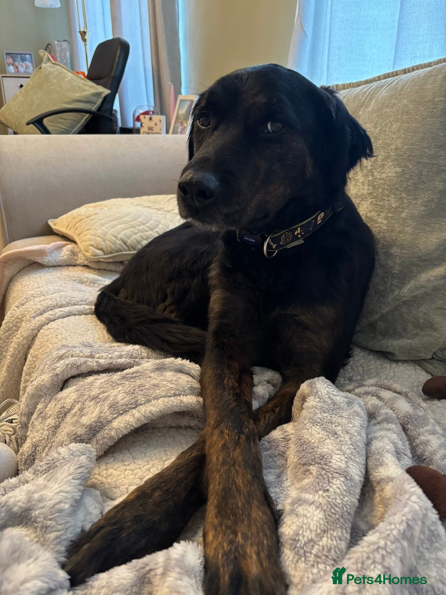 Mixed Breed dogs Large mixed breed for rehoming  - Advert 1