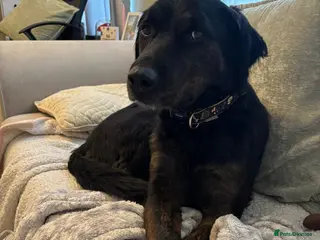 Mixed Breed dogs Large mixed breed for rehoming - Advert 3