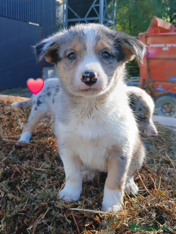 Border Collie dogs - Advert 5