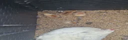 Mixed Breed poultry for sale: Mixed breed hatching eggs in Norwich - Advert 5