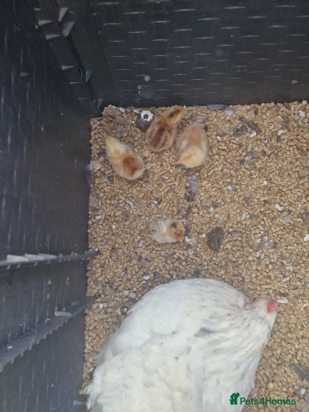 Mixed Breed poultry for sale: Mixed breed hatching eggs in Norwich - Advert 5