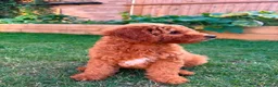 Mixed Breed dogs for sale: Outstanding litter of double doodles  - Advert 2