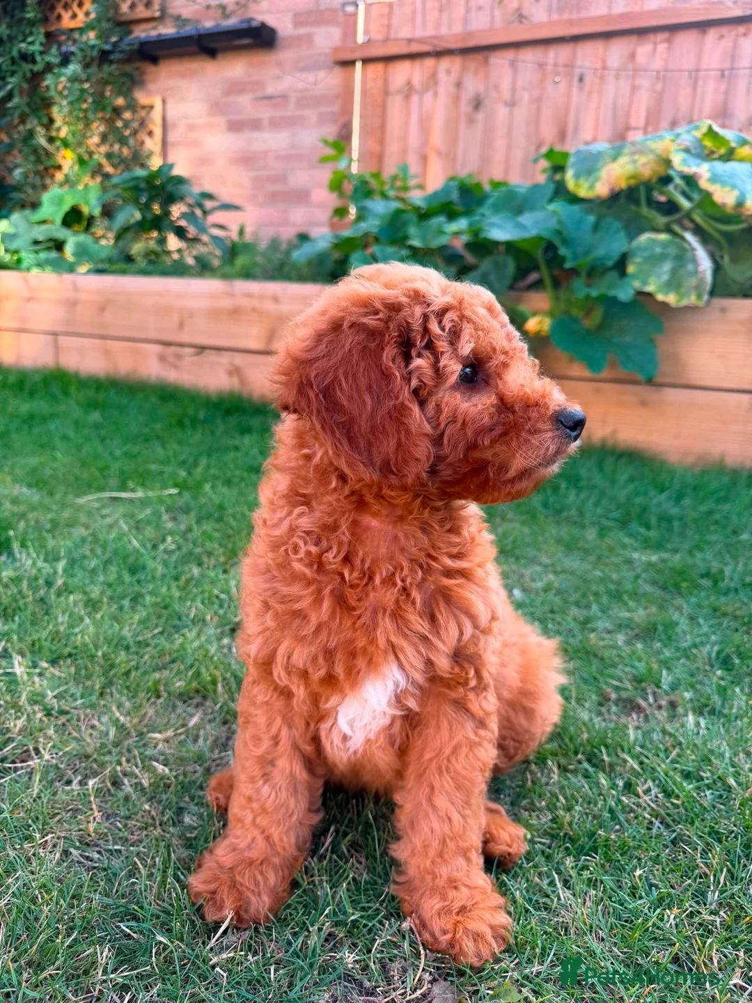 Mixed Breed dogs for sale: Outstanding litter of double doodles  - Advert 2