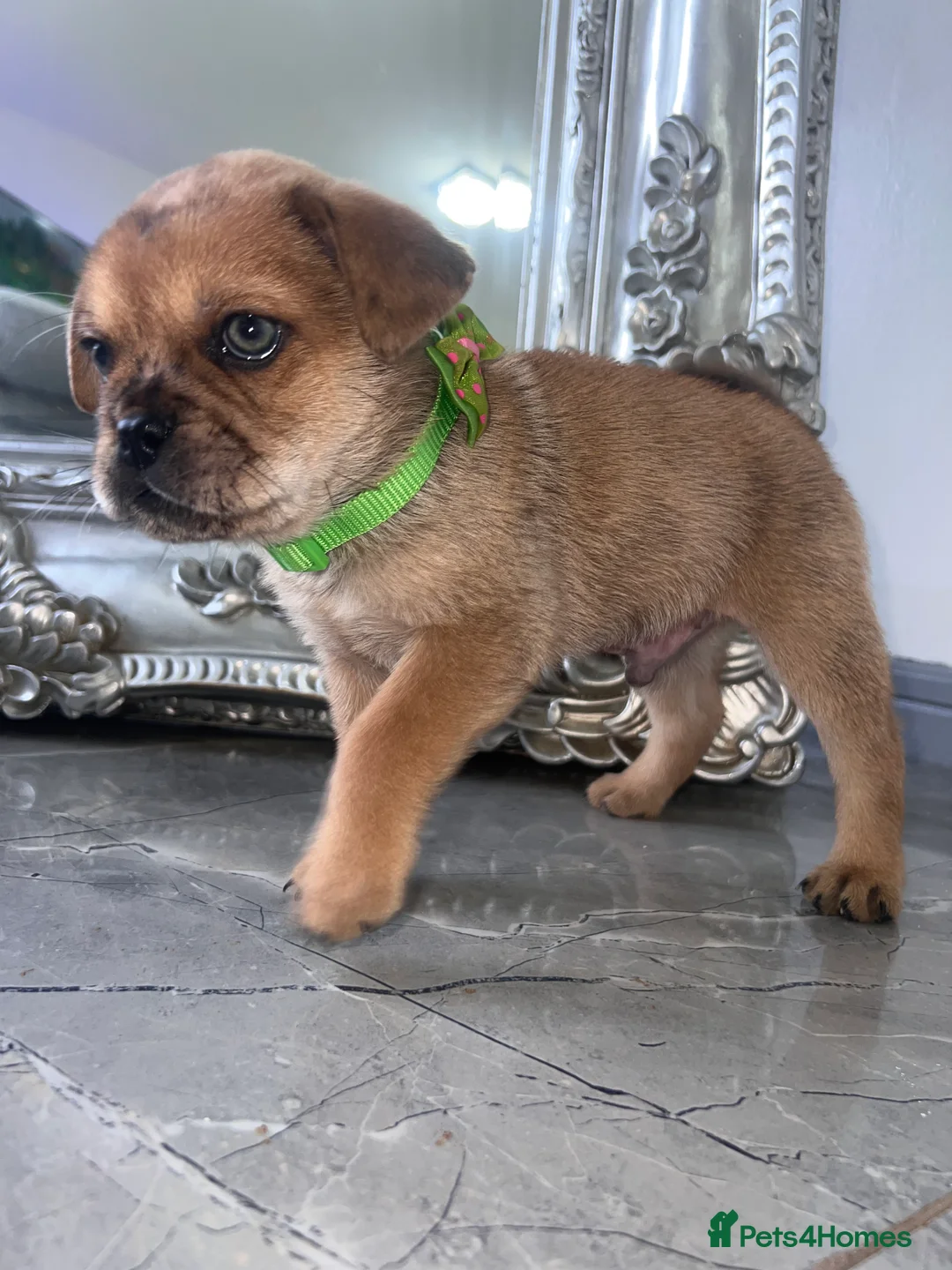 Mixed Breed dogs for sale: Chow Chow × Puppies  - Advert 13