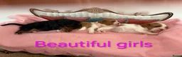 Cavalier King Charles Spaniel dogs for sale: Health Tested Cavalier King Charles  - Advert 4