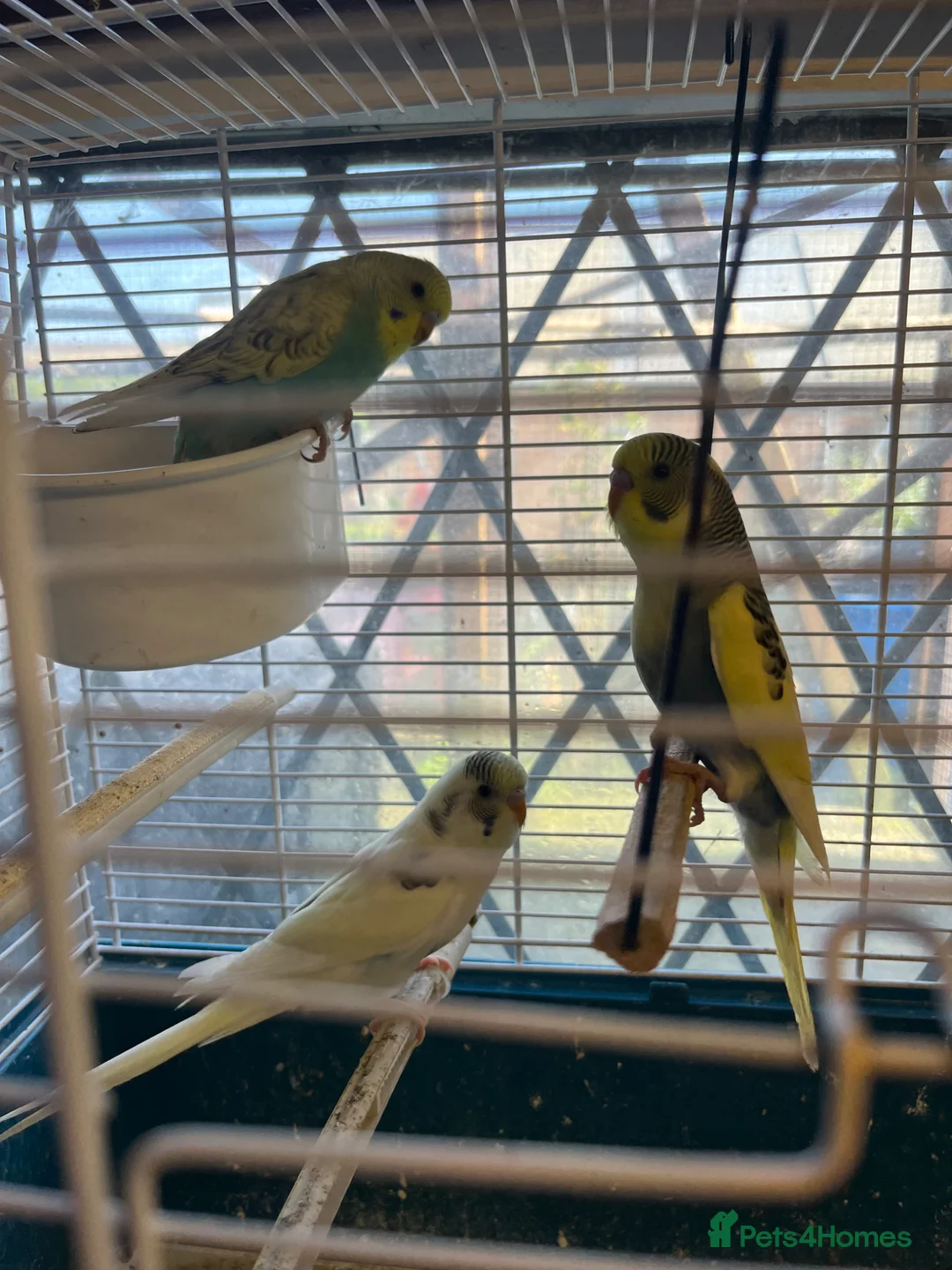 Budgerigars birds for sale: Baby budgies - Advert 5