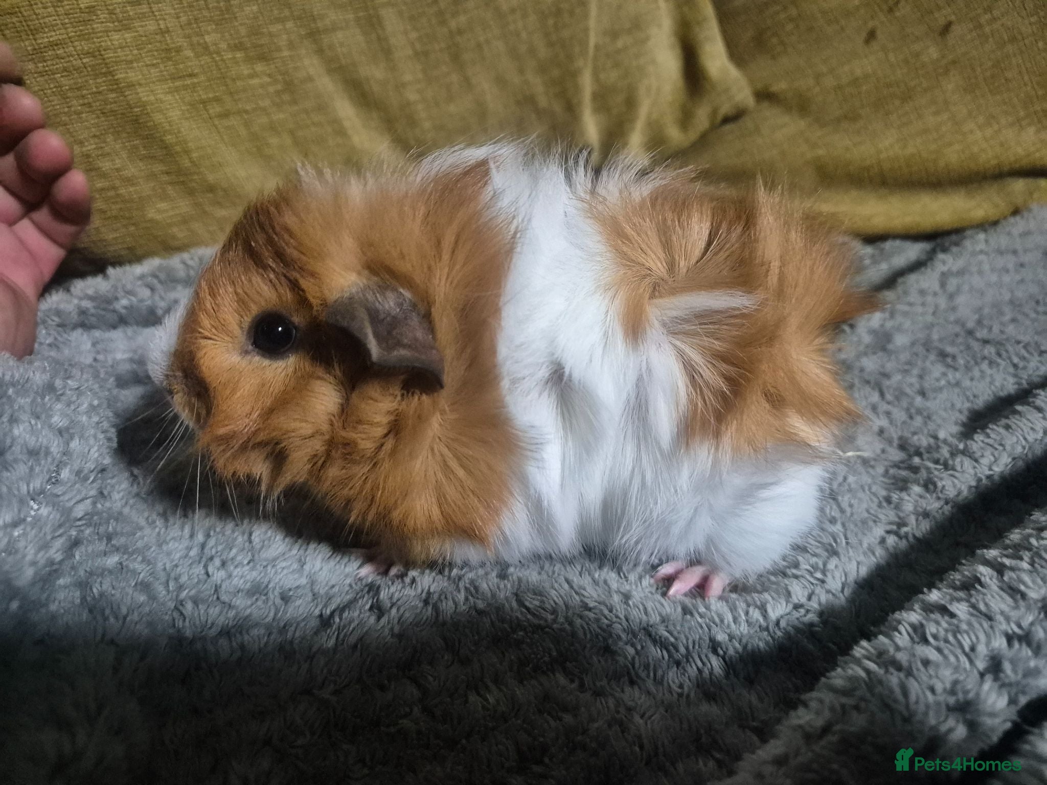 Guinea Pig rodents Mixed age Male guinea-pigs  - Advert 20