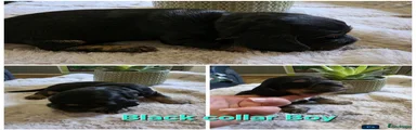 Cocker Spaniel 1