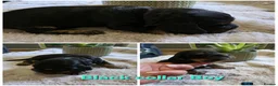 Cocker Spaniel dogs for sale: Stunning Show Type English Cocker Spaniel Puppies - Advert 5