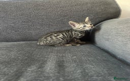 Manx cats for sale: Beautiful Banx Kittens  - Image 1