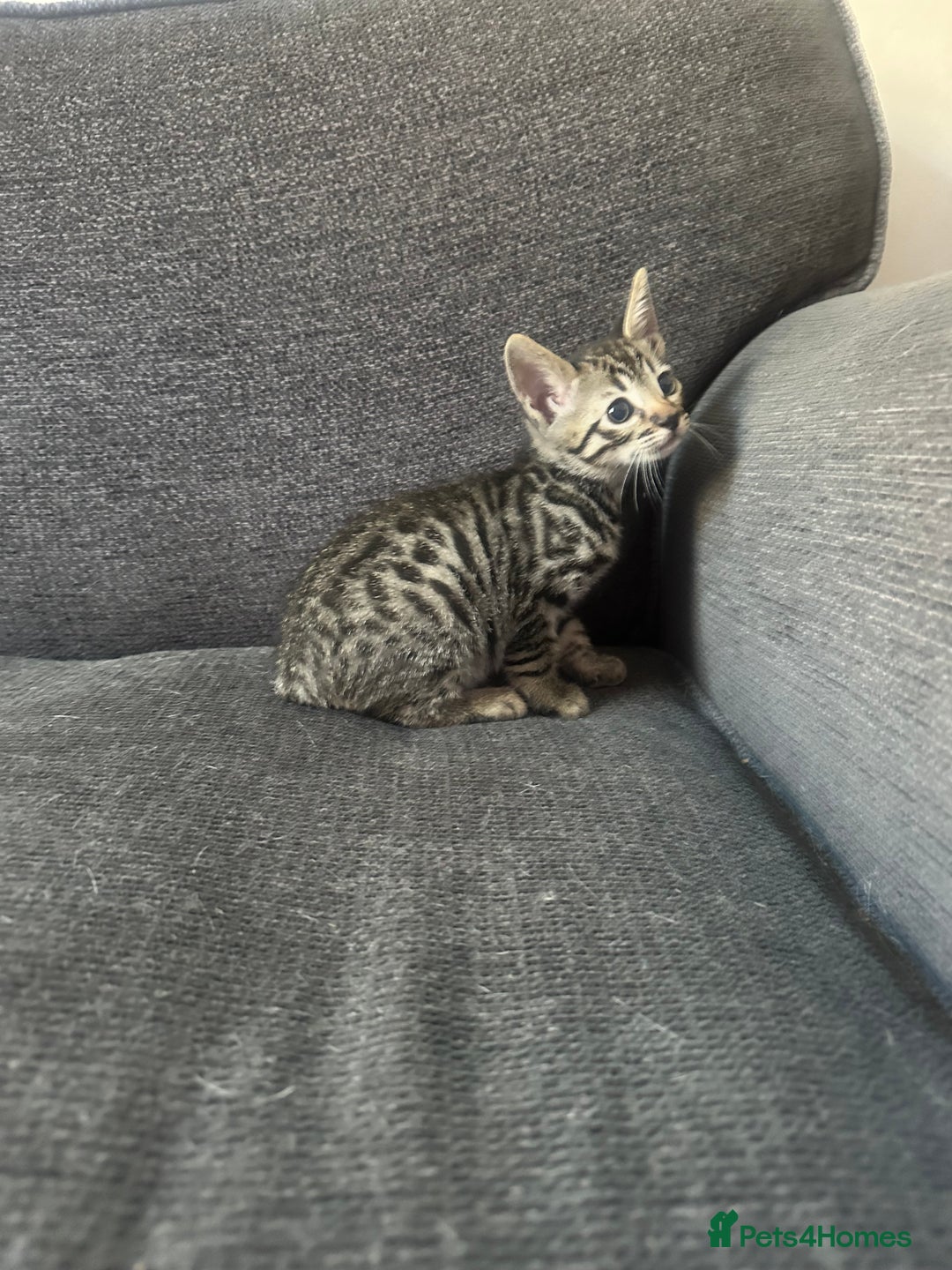 Manx cats for sale: Beautiful Banx Kittens  - Image 1