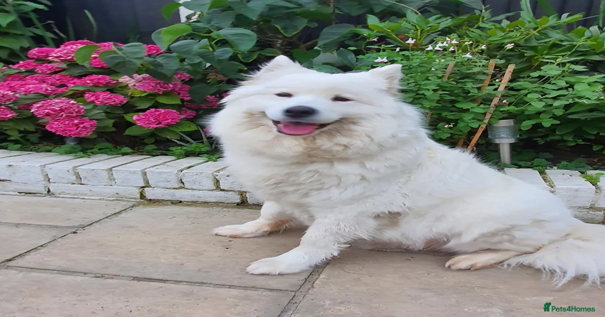 Samoyed Puppies for sale in Farnham, Hampshire | Pets4Homes
