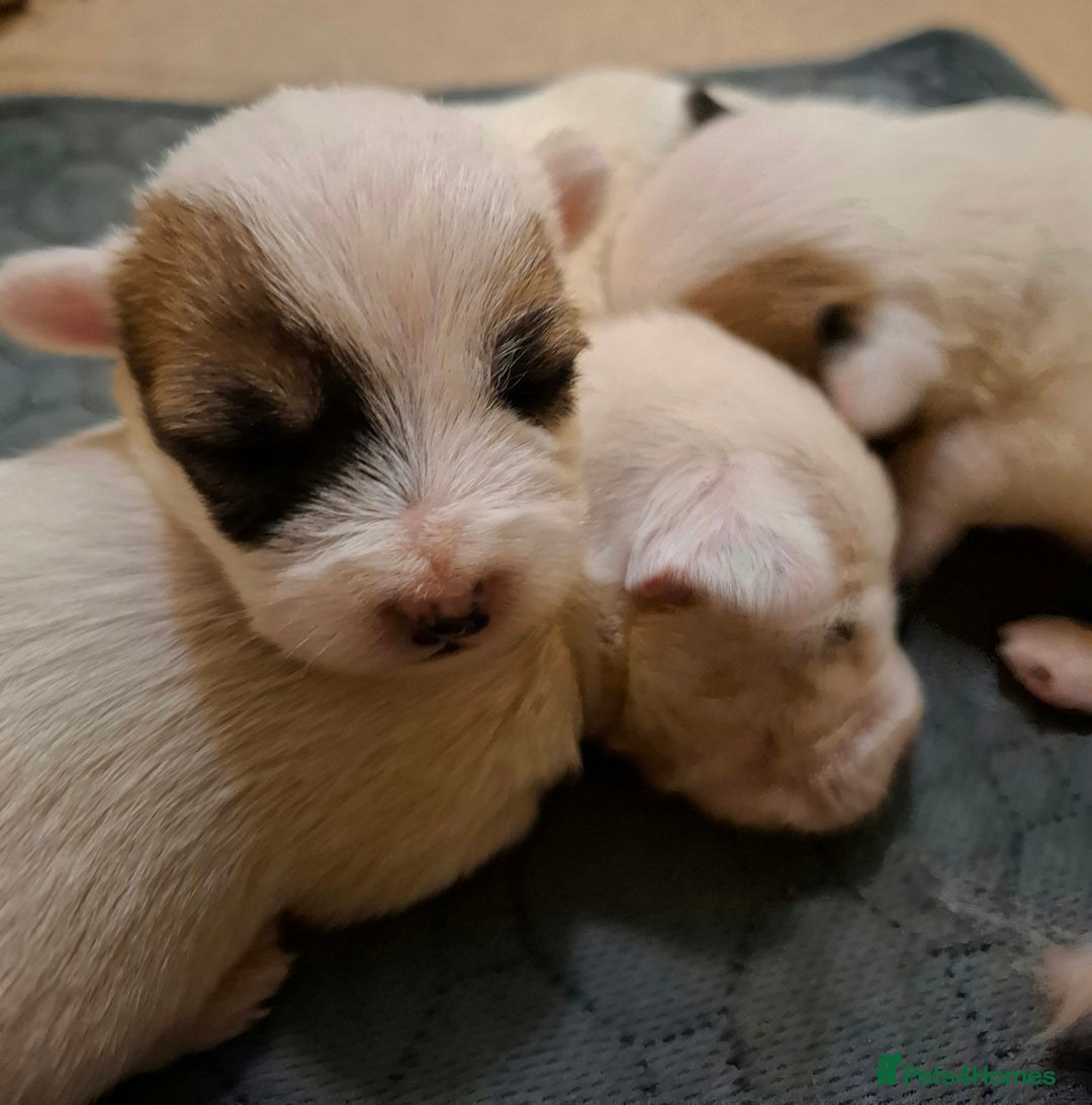 Mixed Breed dogs for sale: Jackie-bichion - Advert 2