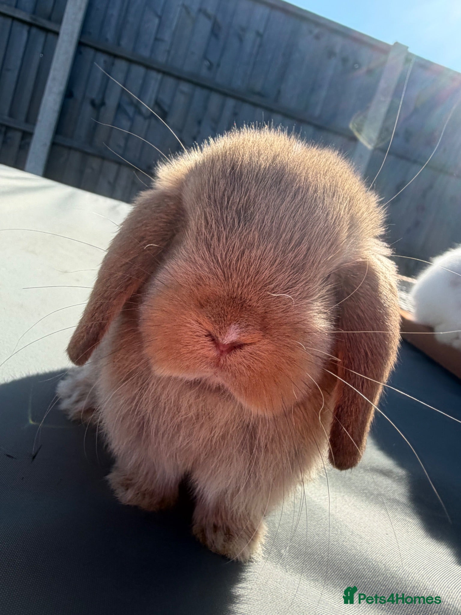 Mini Lop rabbits Mini Lops - Bucks  - Advert 18