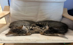 Domestic Shorthair cats for sale: Kittens - Image 17