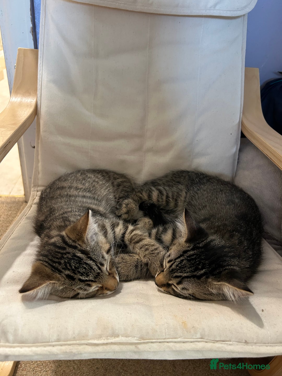 Domestic Shorthair cats for sale: Kittens - Image 17