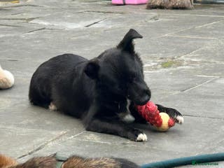 Mixed Breed dogs Kimba - Norwich Norfolk in Norwich - Advert 23