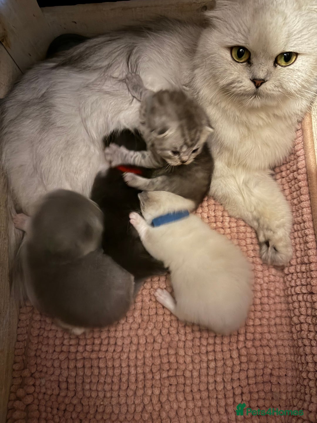 British Shorthair cats for sale: British Shorthair kittens Champion Line 🥇🏆😻 - Image 14