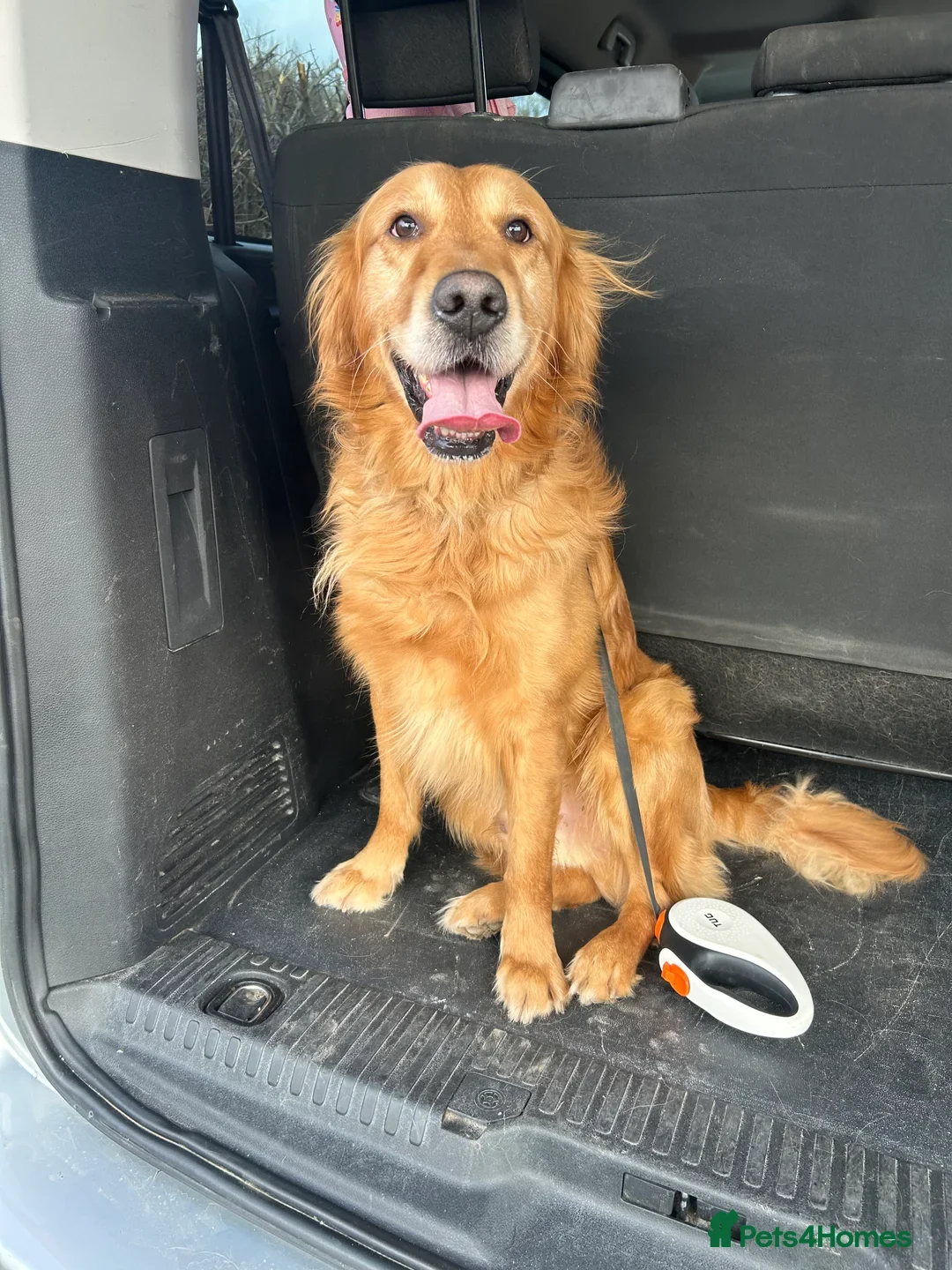 Golden Retriever dogs for sale: KC Registered Goldens born on  **  Day - Advert 4