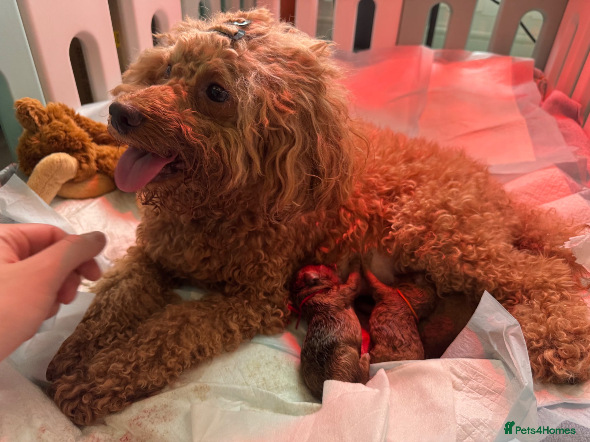 Miniature Poodle dogs Beautiful Red Miniature Poodle Puppies - Advert 1