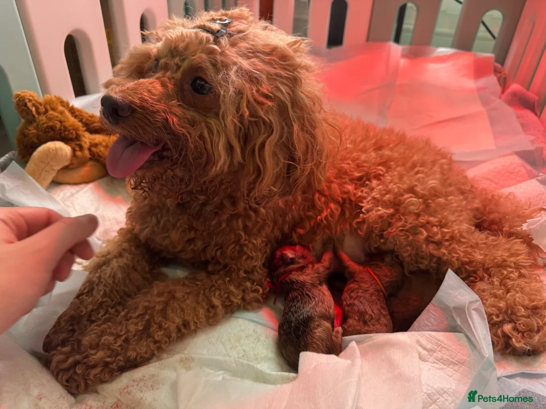 Miniature Poodle dogs for sale: Beautiful Red Miniature Poodle Puppies - Advert 1