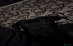 Cane Corso dogs for sale: 8 month old cane corso  - Image 6