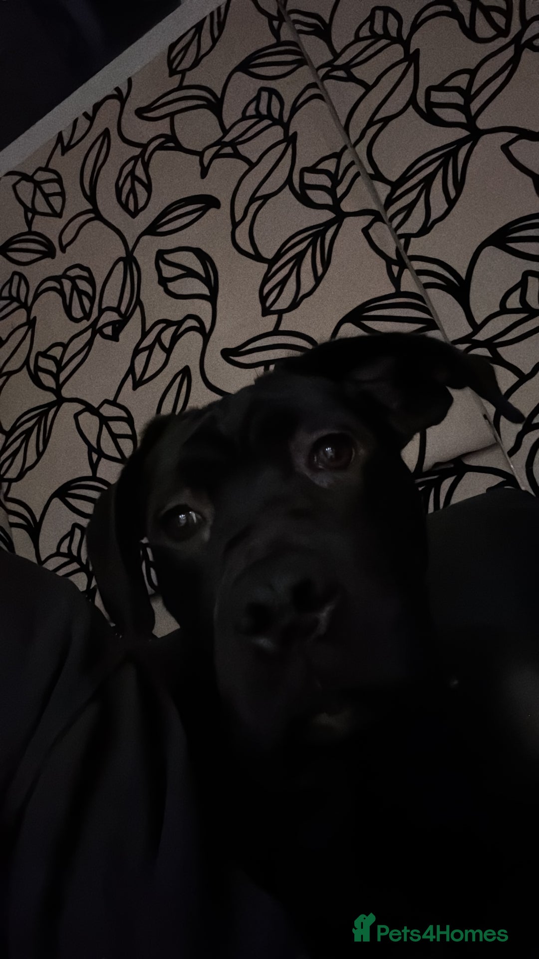 Cane Corso dogs for sale: 8 month old cane corso  - Image 6