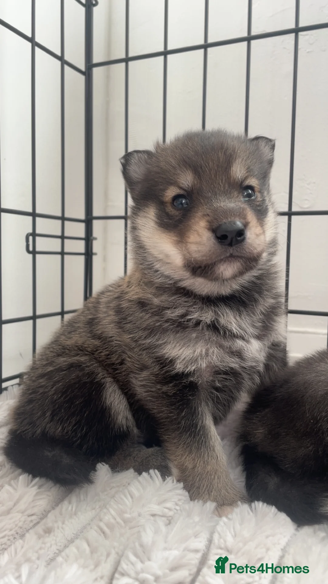 Siberian Husky dogs for sale: Husky pups - Advert 12