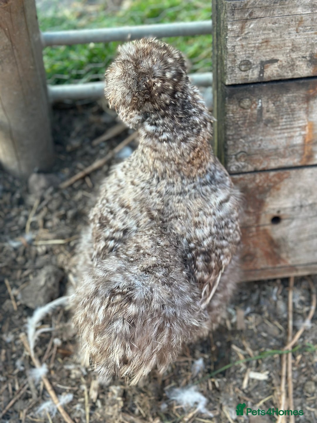 Hens poultry for sale: Beautiful coloured silkie hens point of lay/pullet - Image 9